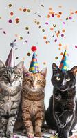 Three grey cats in party hats with confetti photo