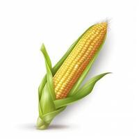 Fresh corn isolated on white background. photo