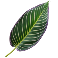 Calathea leaf oval leaf with striking green and silver patterning and purple undersides Calathea Silver png