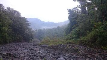 Misty Forest and Rocky Riverbed photo