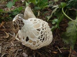 White netted mushroom in forest photo
