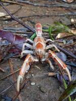 Mud Lobster in Natural Habitat photo