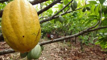 Ripe Cocoa Fruit on Tree photo
