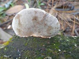 Bracket fungus on mossy log in forest photo