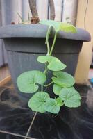 Green Plant in Hanging Pot photo