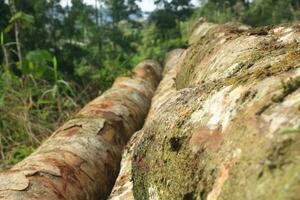 Mossy Tree Trunk in Forest photo