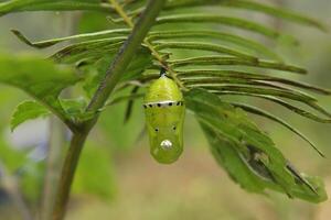 Green Chrysalis on Fern Leaf photo