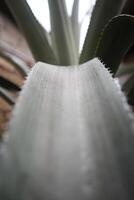 Serrated Leaf Edge Close-Up photo