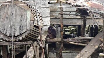 Chimpanzee in Abandoned Dwelling photo