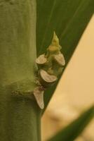 Close-up of plant stem with growths photo