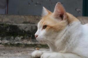 Pensive Cat in Thought photo