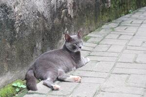 Contemplative Gray Cat on Path photo