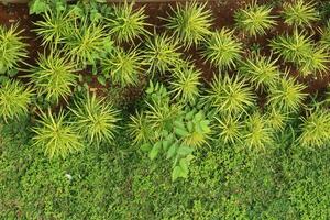 Lush Green Garden Top View photo