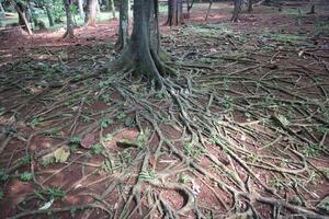 Forest Floor Root Network photo