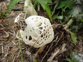 Intricate White Lattice Fungus in Forest photo