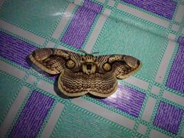 Large Moth with Intricate Patterns on Checkered Surface photo