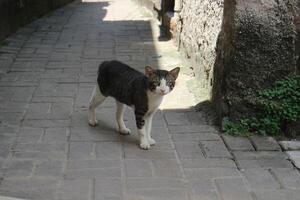 Curious Cat on Cobblestone Path photo