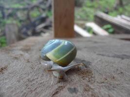 Snail with green and yellow shell on wooden surface photo