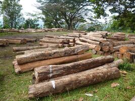 Freshly Cut Logs in Forest photo