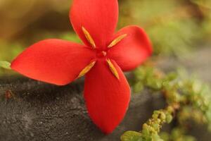 Vibrant Red Flower Close-Up photo