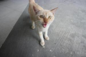 Curious Cat Meowing photo