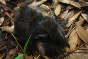 Guinea Pig in Natural Habitat photo
