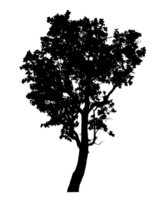Realistic tree silhouette isolated on transparent background with clipping path and alpha channel png