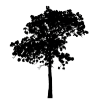 Realistic tree silhouette isolated on transparent background with clipping path and alpha channel png
