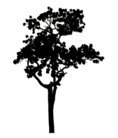 Realistic tree silhouette isolated on transparent background with clipping path and alpha channel png