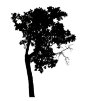 Realistic tree silhouette isolated on transparent background with clipping path and alpha channel png