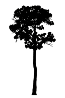 Realistic tree silhouette isolated on transparent background with clipping path and alpha channel png