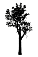 Realistic tree silhouette isolated on transparent background with clipping path and alpha channel png