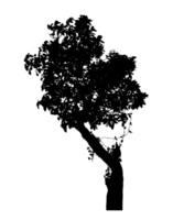 Realistic tree silhouette isolated on transparent background with clipping path and alpha channel png