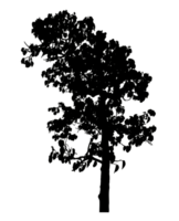 Realistic tree silhouette isolated on transparent background with clipping path and alpha channel png
