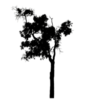 Realistic tree silhouette isolated on transparent background with clipping path and alpha channel png