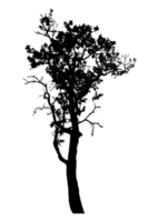 Realistic tree silhouette isolated on transparent background with clipping path and alpha channel png