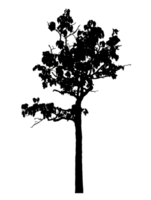 Realistic tree silhouette isolated on transparent background with clipping path and alpha channel png
