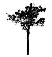 Realistic tree silhouette isolated on transparent background with clipping path and alpha channel png