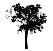 Realistic tree silhouette isolated on transparent background with clipping path and alpha channel png