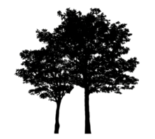 Realistic tree silhouette isolated on transparent background with clipping path and alpha channel png