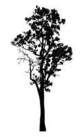 Realistic tree silhouette isolated on transparent background with clipping path and alpha channel png