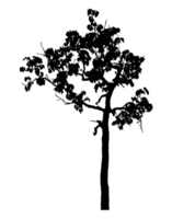 Realistic tree silhouette isolated on transparent background with clipping path and alpha channel png