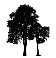 Realistic tree silhouette isolated on transparent background with clipping path and alpha channel png