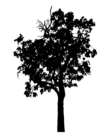 Realistic tree silhouette isolated on transparent background with clipping path and alpha channel png
