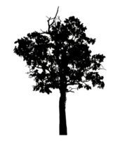 Realistic tree silhouette isolated on transparent background with clipping path and alpha channel png