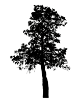 Realistic tree silhouette isolated on transparent background with clipping path and alpha channel png
