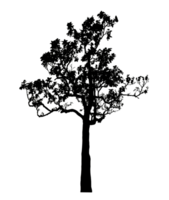 Realistic tree silhouette isolated on transparent background with clipping path and alpha channel png