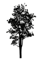Realistic tree silhouette isolated on transparent background with clipping path and alpha channel png