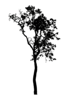 Realistic tree silhouette isolated on transparent background with clipping path and alpha channel png
