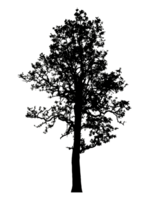 Realistic tree silhouette isolated on transparent background with clipping path and alpha channel png